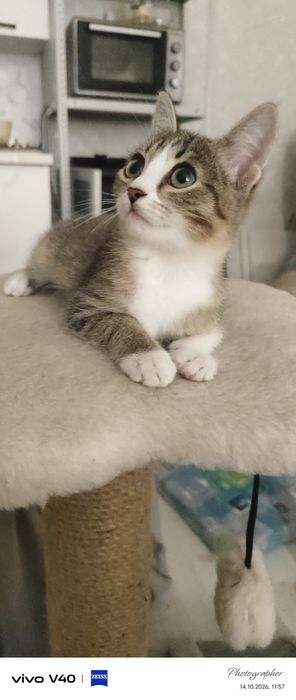Девочка котенок возраст 2мес