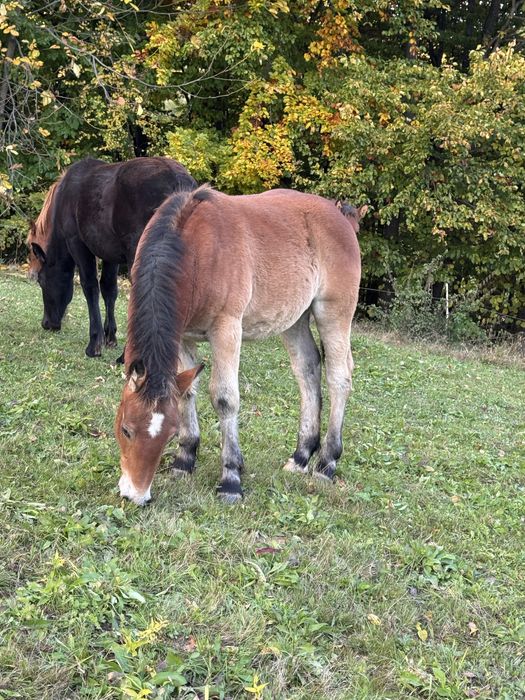Manji de 6 luni si manza de doi ani ! (Manz , iapa )