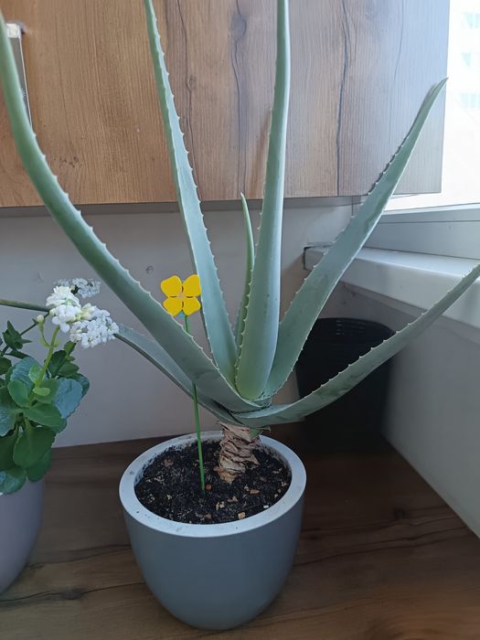 Продам алое вера более 5 лет