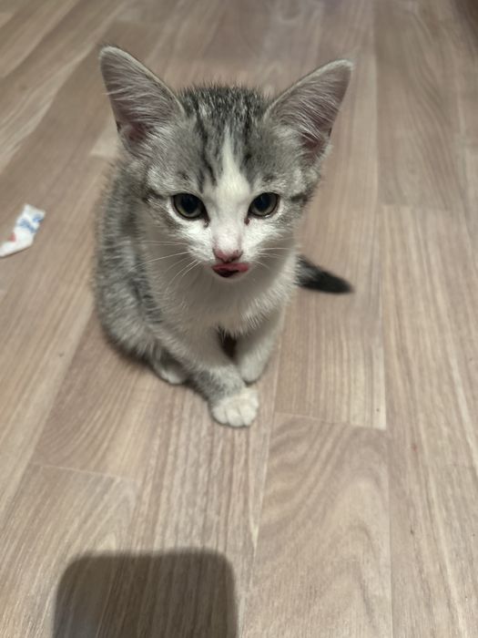 Умные ходит в туалет чистые