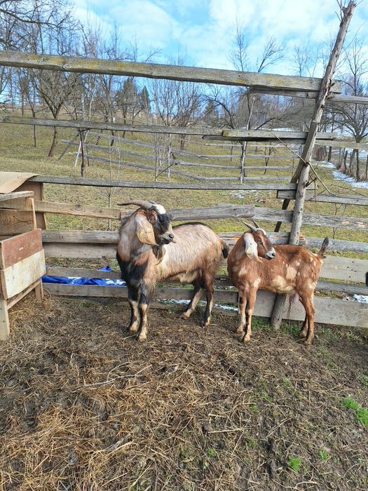 Vand Tap + capra Anglo Nubian