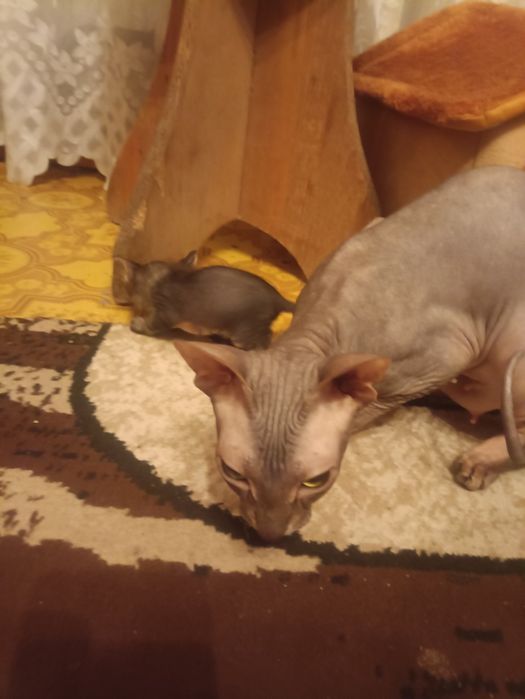 Продам котят донского сфинкса.