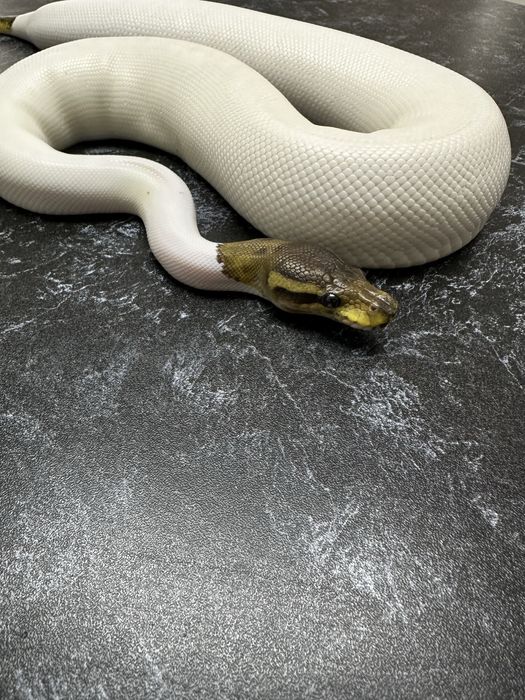 Королевский питон