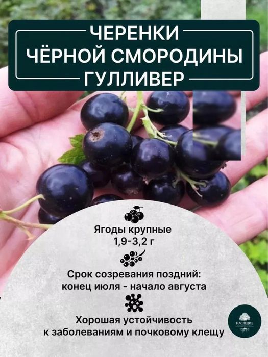 Смородина Красная Черная