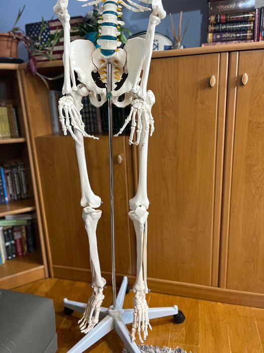 Schelet uman complet – Mărime naturală, 178 cm – Membre detaşabile