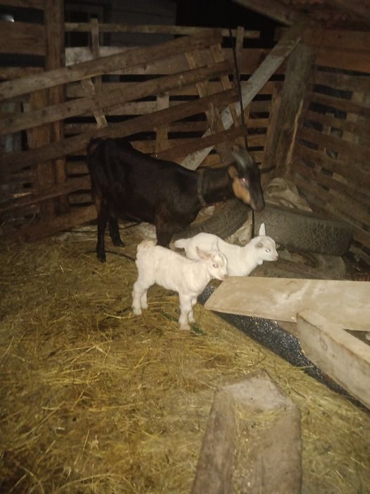 Schimb capra cu o oaie