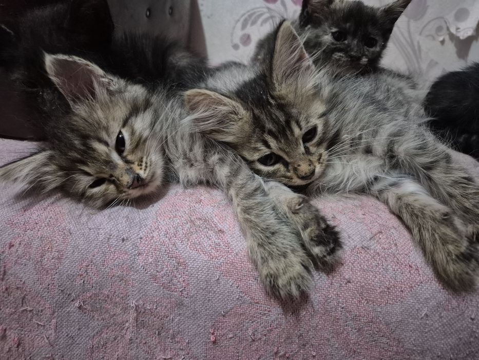 Отдадим котят в добрые руки