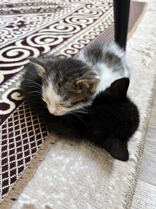 Котята маленькие, 1,5 месяца
