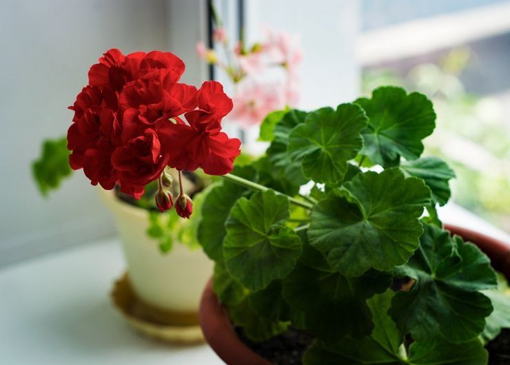 Пеларгония герань. Геран сотилади жудда чиройли.