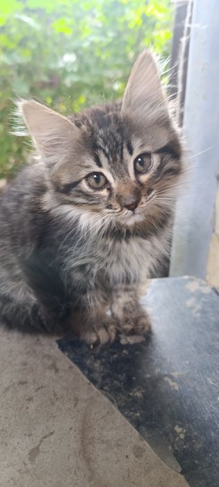 Домашние котята, отдаём