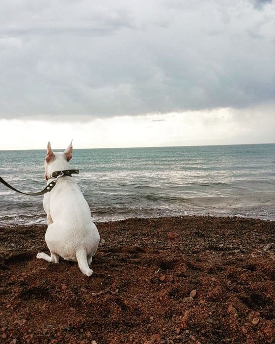 ВЯЗКА Стандартный Английский бультерьер