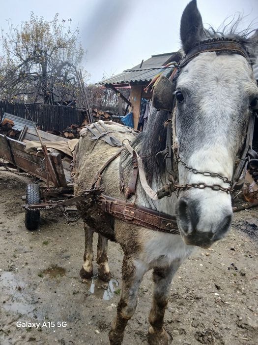 De vanzare cal castrat varsta 12 ani