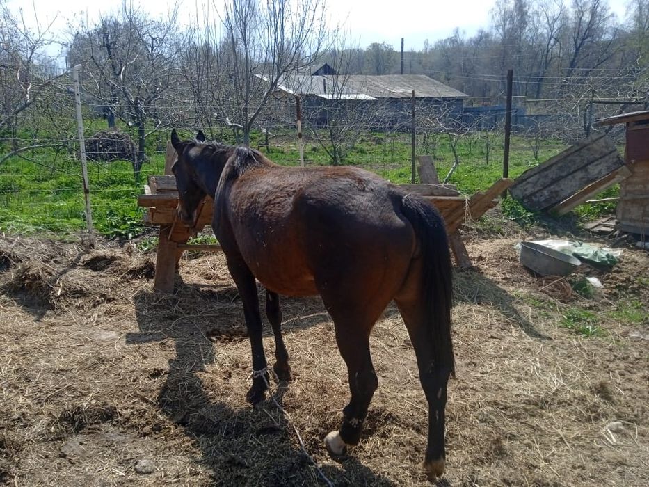 Буаз бие сатылады