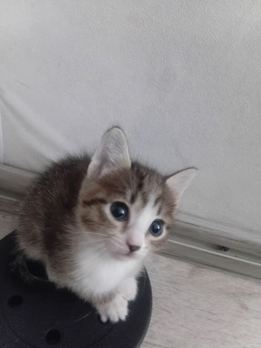 Отдам милых котят в добрые руки