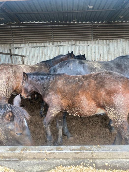 Продается Жабагы