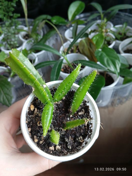 Продам отростки, суккуленты