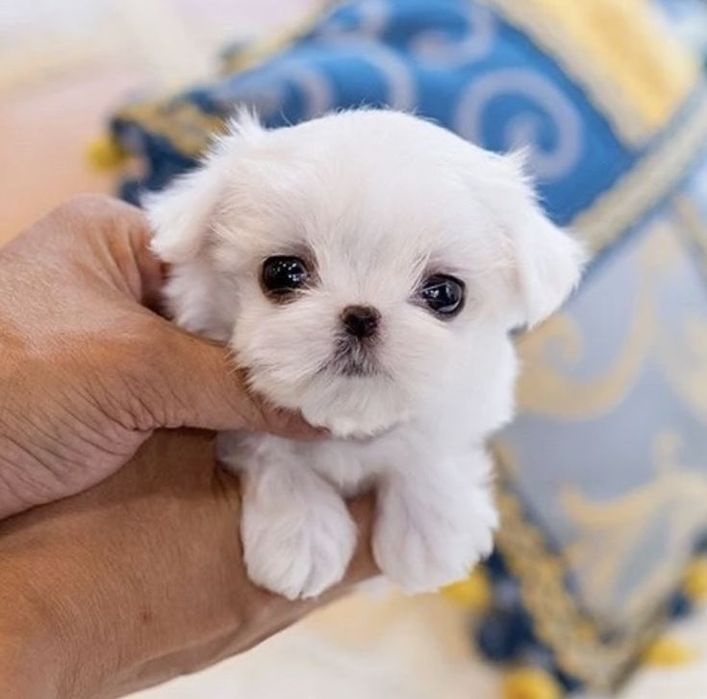 Bichon maltese talie mică