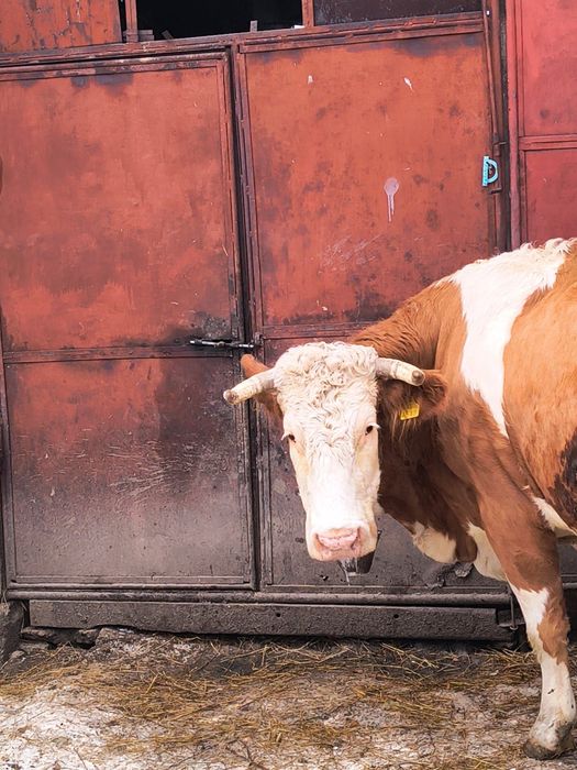 Vând vacă bălțată românească cu vițel