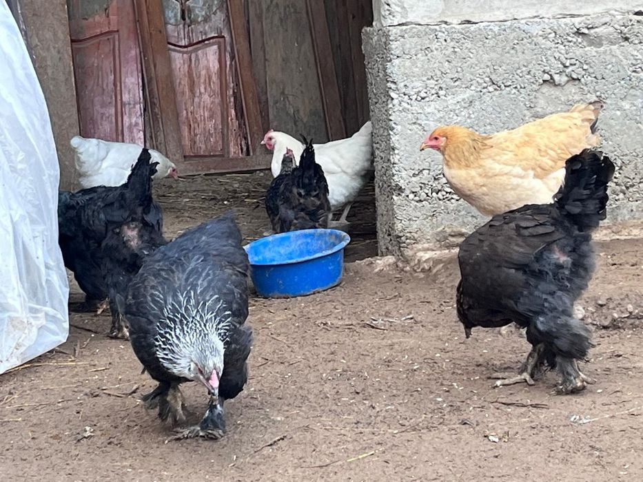 Продается цыпленки