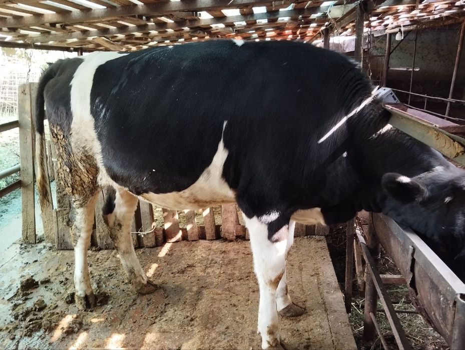 Гунажин 5 ойлик бугоз , тукол