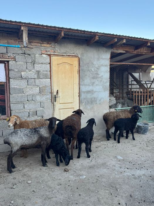 Қозылы қойлар сатылады