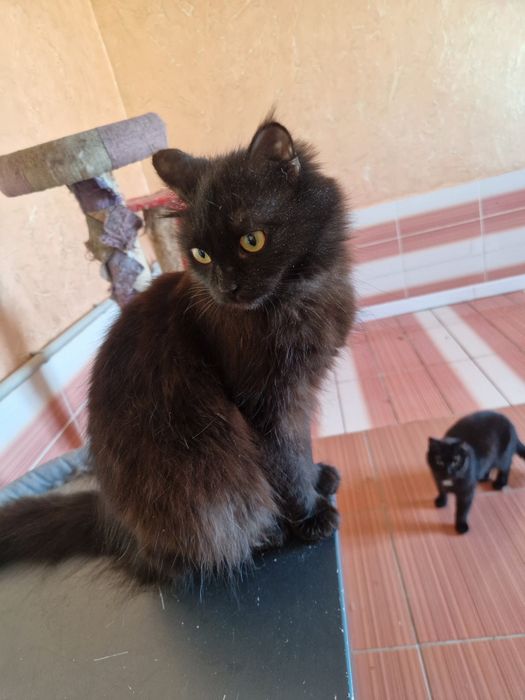 Красавица Багира