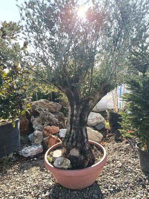 Mesteacan  alb  plante