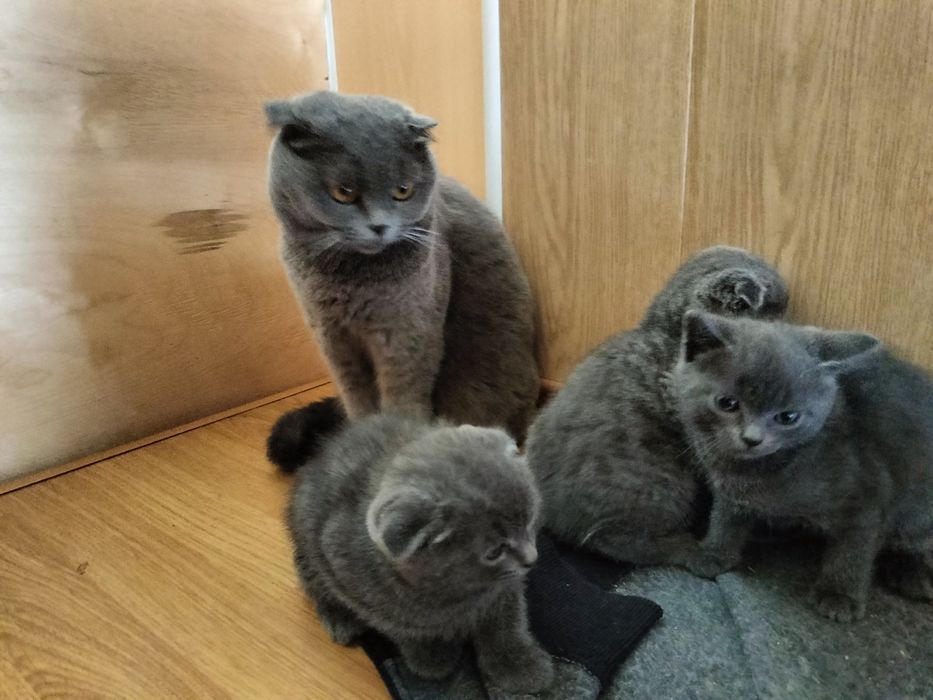 Шотландские котята