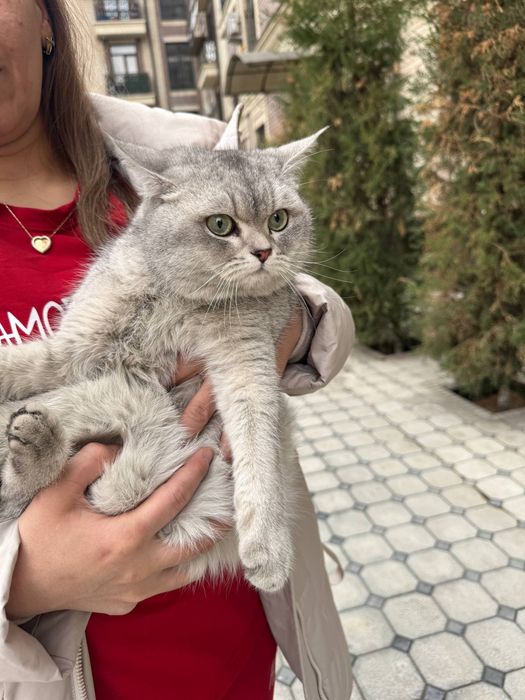 Vyazka. Qiz mushuklarni uchrashuvga taklif qilamiz.