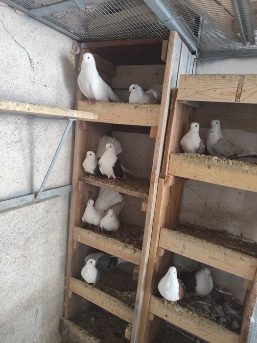Продавам уникално гълъби