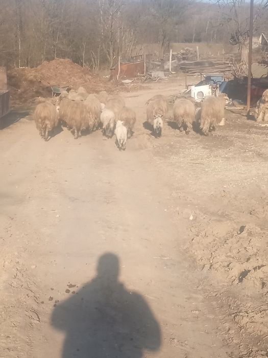 Vând oi cu miei după iele