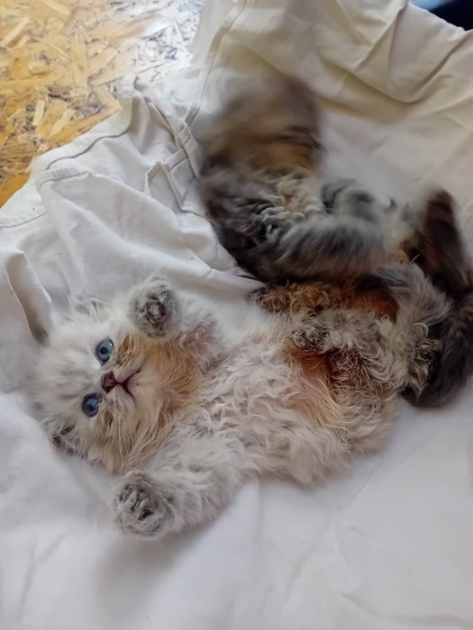 Персийски котки женски и мъжки