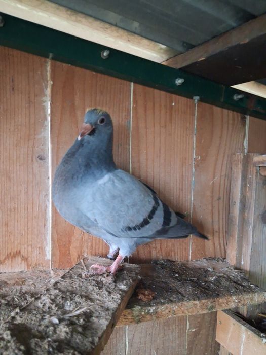 Porumbei de vanzare!