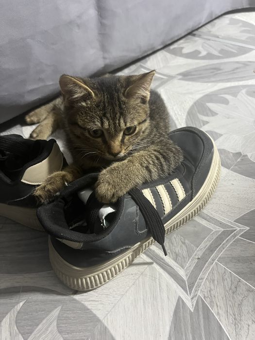 Chiroyli uy  mushugi