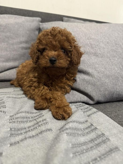 Пудел той момиче и момче