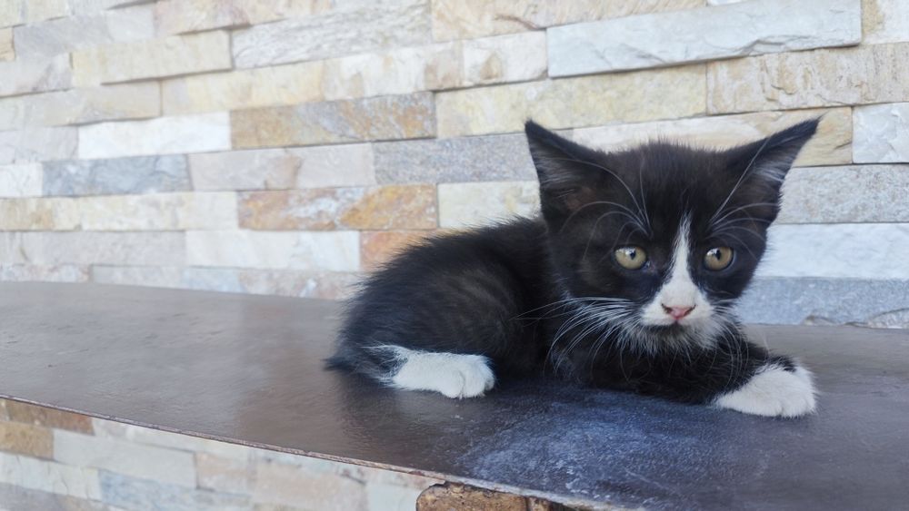 Продаются котята, Mushukchalar sotiladi