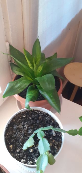 Комнатные цветы от 1500 тг