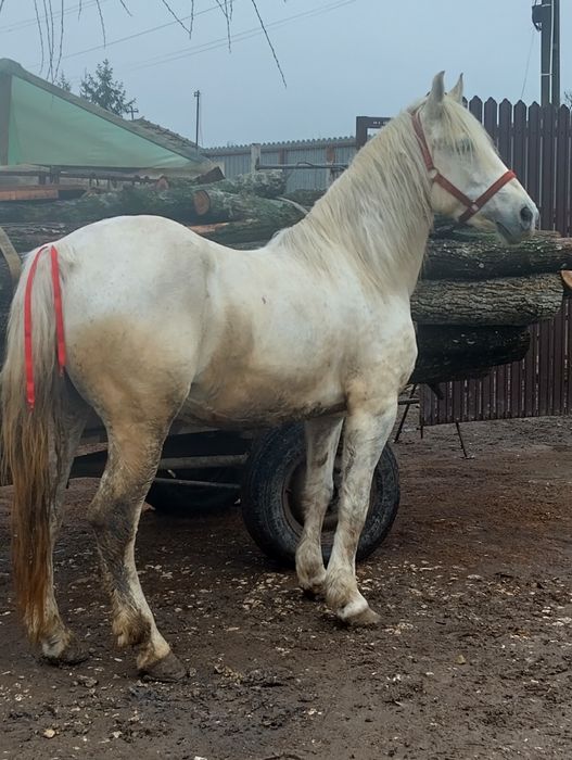 Vând iapă de 8 ani