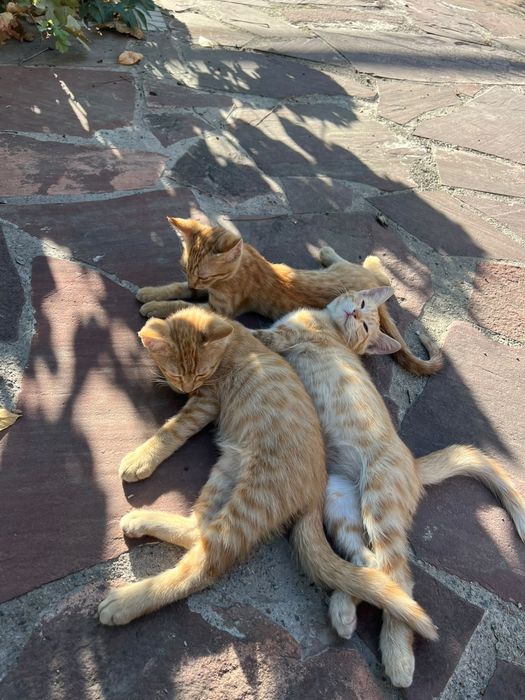 Отдадим котят в хорошие руки