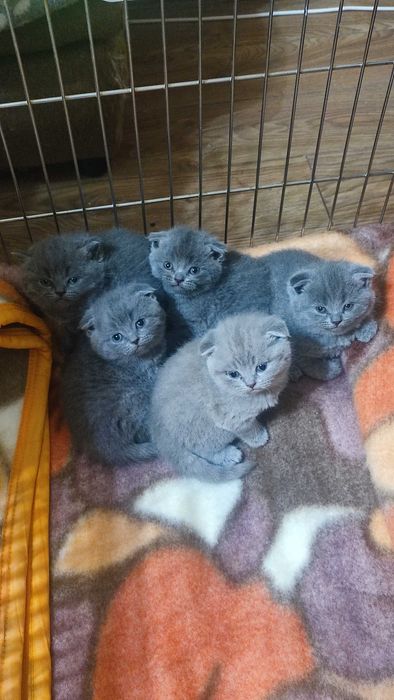 Шотландска клепоуха