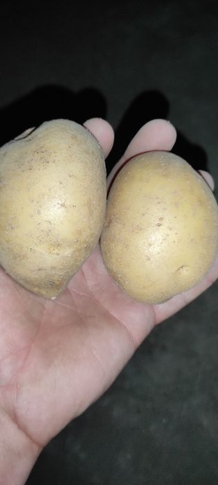 Продам картофель, Домашний.