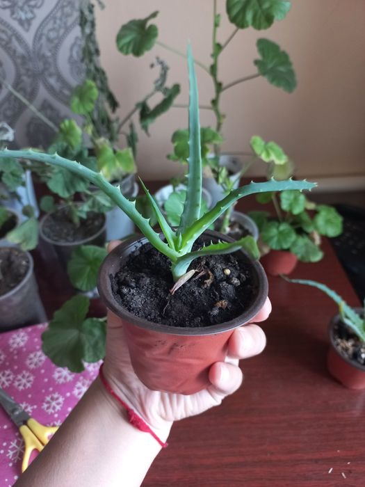Продам алоэ и герань