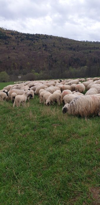 Vand 250 oi turcane  tinere cu miei