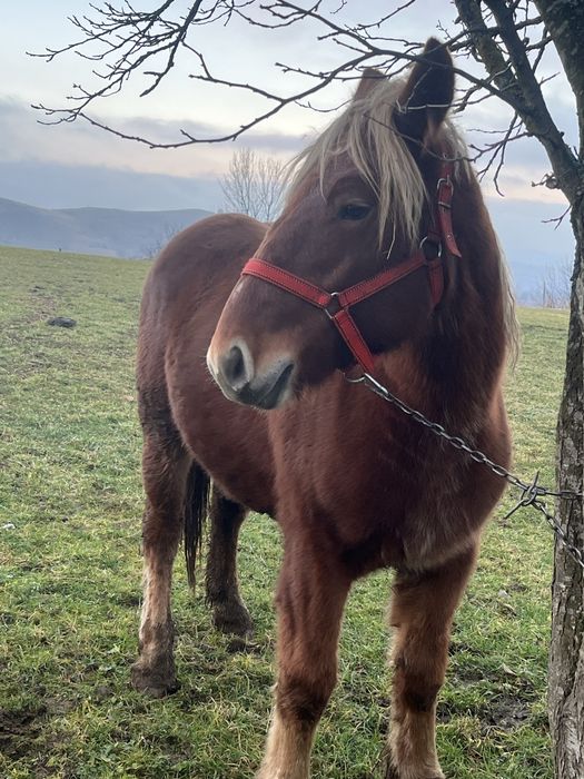 Vand manza de 1 si 7 luni sau schimb pe vaci