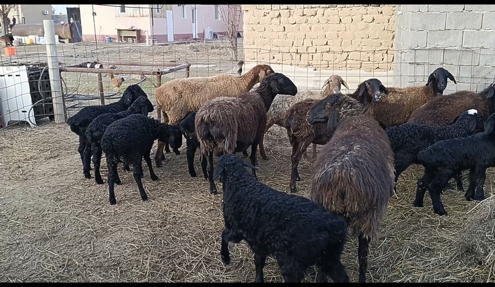 Қозылы қой, қызылар