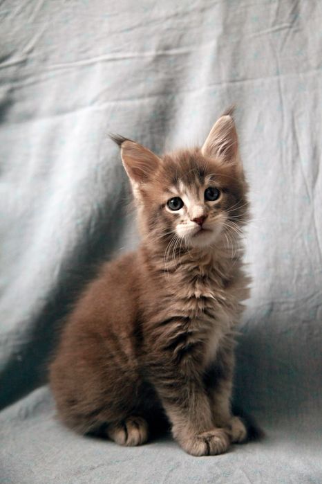 Продаются Котята Мейн-куны