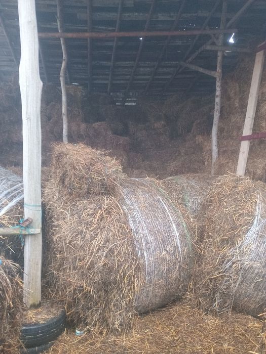 Baloti și ovăs de vanzare