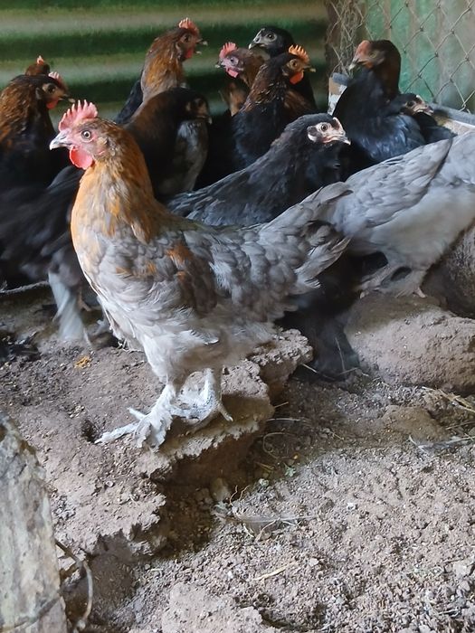 Pui Tineret, pita pinta asturiana, marans