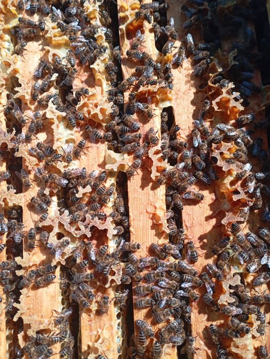 Продам пчелосемьи