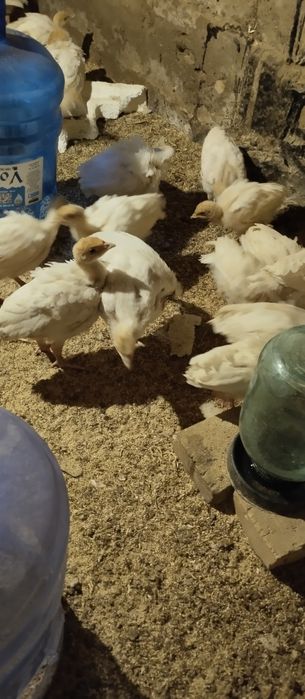 Big 6 kurka joʻjalari sotuvda